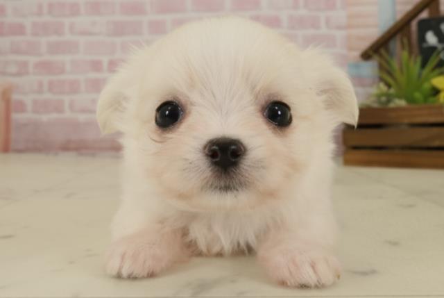 福岡県のチワマル/マルチワ(チワワ×マルチーズ) (Coo&RIKU福岡西店/2025年9月20日生まれ/女の子/クリーム)の子犬の1枚目の画像