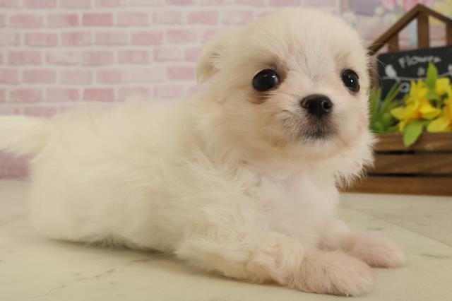 福岡県のチワマル/マルチワ(チワワ×マルチーズ) (Coo&RIKU福岡西店/2025年9月20日生まれ/女の子/クリーム)の子犬の2枚目の画像