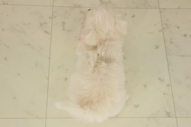 福岡県のチワマル/マルチワ(チワワ×マルチーズ) (Coo&RIKU福岡西店/2025年9月20日生まれ/女の子/クリーム)の子犬の4枚目の画像