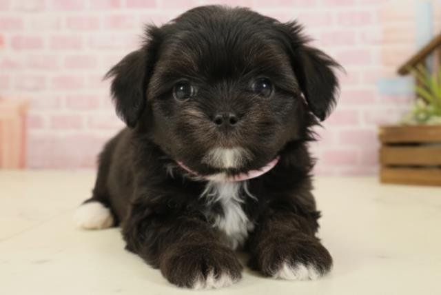 福岡県のチワマル/マルチワ(チワワ×マルチーズ) (Coo&RIKUゆめタウン飯塚店/2025年9月20日生まれ/女の子/ブラックホワイト)の子犬