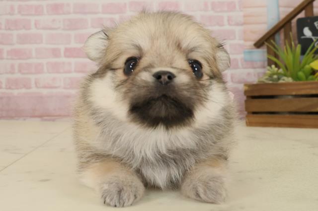 福岡県のチワマル/マルチワ(チワワ×マルチーズ) (Coo&RIKUゆめタウン飯塚店/2025年9月20日生まれ/女の子/フォーン)の子犬