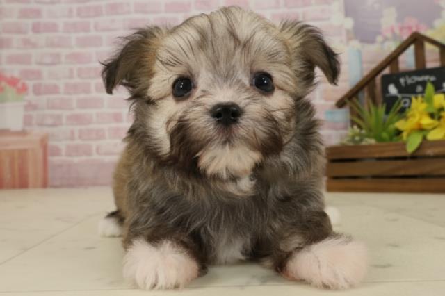 福岡県のチワマル/マルチワ(チワワ×マルチーズ) (Coo&RIKU福岡西店/2025年9月20日生まれ/男の子/フォーン)の子犬の1枚目の画像