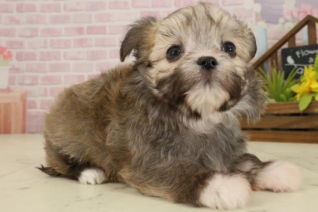 福岡県のチワマル/マルチワ(チワワ×マルチーズ) (Coo&RIKU福岡西店/2025年9月20日生まれ/男の子/フォーン)の子犬の2枚目の画像