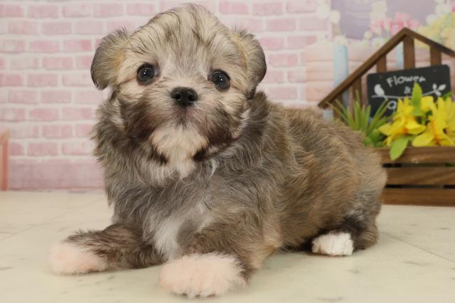 福岡県のチワマル/マルチワ(チワワ×マルチーズ) (Coo&RIKU福岡西店/2025年9月20日生まれ/男の子/フォーン)の子犬の3枚目の画像