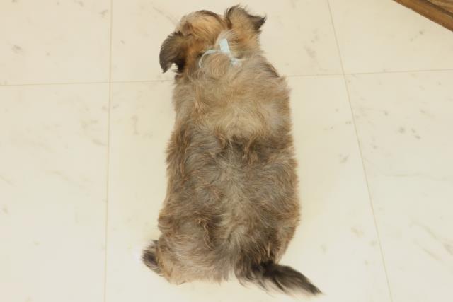 福岡県のチワマル/マルチワ(チワワ×マルチーズ) (Coo&RIKU福岡西店/2025年9月20日生まれ/男の子/フォーン)の子犬の4枚目の画像