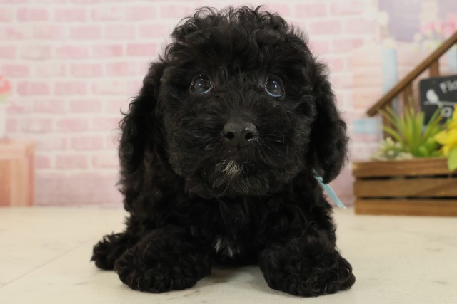 愛媛県のチワプー/プーチー(チワワ×プードル) (Coo&RIKU愛媛松山店/2025年9月18日生まれ/男の子/ブラック)の子犬