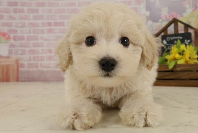 広島県のチワプー/プーチー(チワワ×プードル) (Coo&RIKU東広島店/2025年9月18日生まれ/男の子/クリーム)の子犬の1枚目の画像