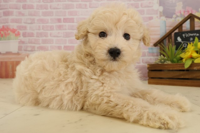 広島県のチワプー/プーチー(チワワ×プードル) (Coo&RIKU東広島店/2025年9月18日生まれ/男の子/クリーム)の子犬の2枚目の画像