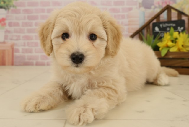 広島県のチワプー/プーチー(チワワ×プードル) (Coo&RIKU東広島店/2025年9月18日生まれ/男の子/クリーム)の子犬の3枚目の画像