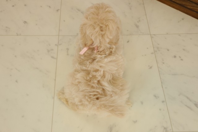 広島県のチワプー/プーチー(チワワ×プードル) (Coo&RIKU東広島店/2025年9月18日生まれ/男の子/クリーム)の子犬の4枚目の画像