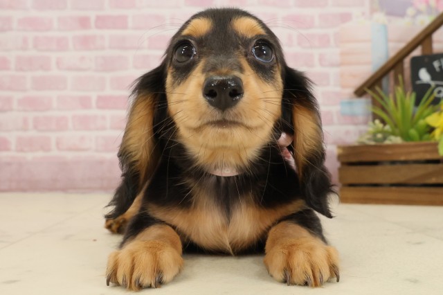 徳島県のミニチュアダックスフンド(ロング) (Coo&RIKU徳島店/2025年9月16日生まれ/女の子/ブラックタン)の子犬の1枚目の画像