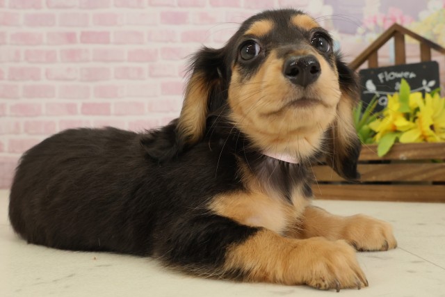 徳島県のミニチュアダックスフンド(ロング) (Coo&RIKU徳島店/2025年9月16日生まれ/女の子/ブラックタン)の子犬の2枚目の画像