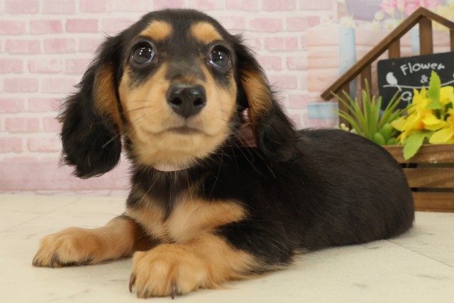 徳島県のミニチュアダックスフンド(ロング) (Coo&RIKU徳島店/2025年9月16日生まれ/女の子/ブラックタン)の子犬の3枚目の画像