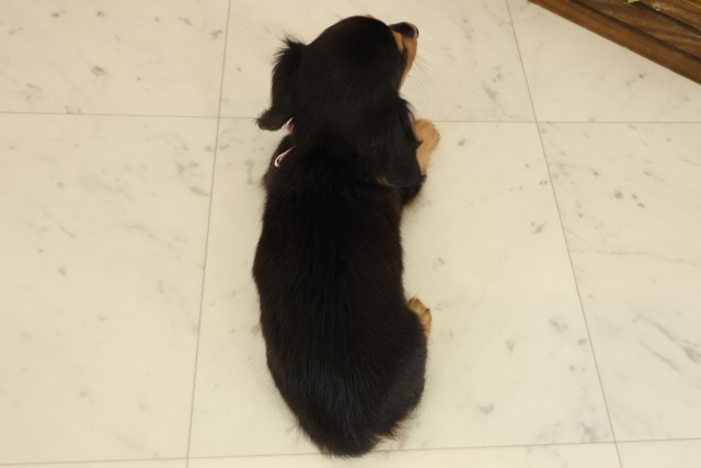 徳島県のミニチュアダックスフンド(ロング) (Coo&RIKU徳島店/2025年9月16日生まれ/女の子/ブラックタン)の子犬の4枚目の画像