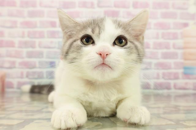 北海道のブリティッシュショートヘアー (Coo&RIKU室蘭店/2025年9月16日生まれ/女の子/ブルータビーホワイト)の子猫の1枚目の画像
