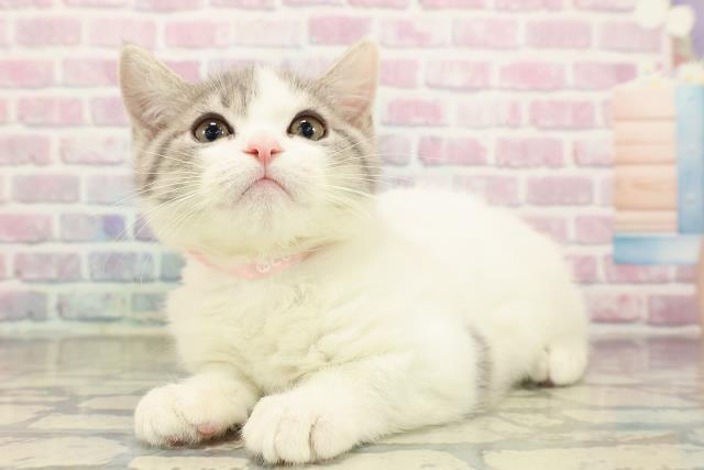 北海道のブリティッシュショートヘアー (Coo&RIKU室蘭店/2025年9月16日生まれ/女の子/ブルータビーホワイト)の子猫の2枚目の画像