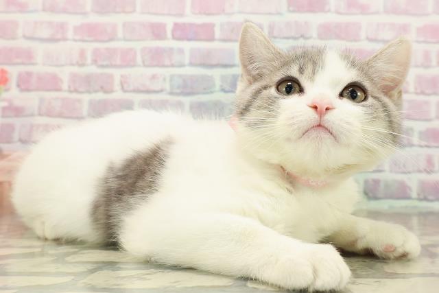 北海道のブリティッシュショートヘアー (Coo&RIKU室蘭店/2025年9月16日生まれ/女の子/ブルータビーホワイト)の子猫の3枚目の画像