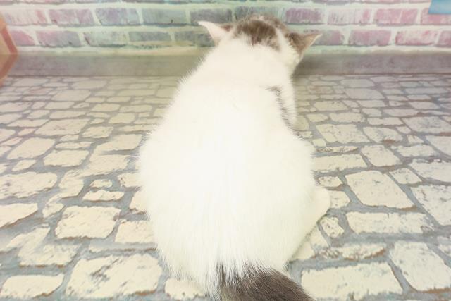 北海道のブリティッシュショートヘアー (Coo&RIKU室蘭店/2025年9月16日生まれ/女の子/ブルータビーホワイト)の子猫の4枚目の画像
