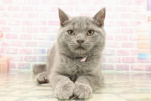 新潟県のシャルトリュー (Coo&RIKU長岡店/2025年9月15日生まれ/女の子/ブルー)の子猫の1枚目の画像