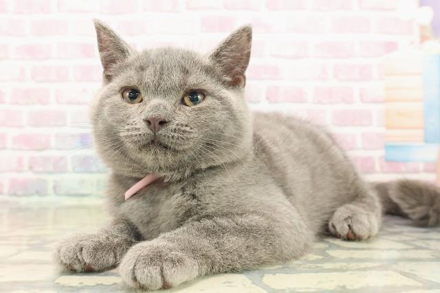 新潟県のシャルトリュー (Coo&RIKU長岡店/2025年9月15日生まれ/女の子/ブルー)の子猫の2枚目の画像