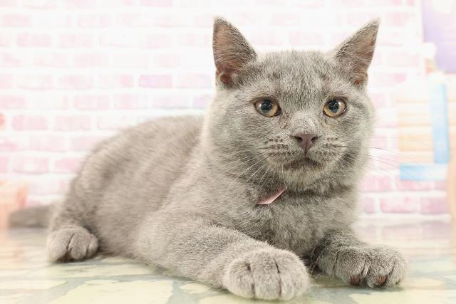 新潟県のシャルトリュー (Coo&RIKU長岡店/2025年9月15日生まれ/女の子/ブルー)の子猫の3枚目の画像