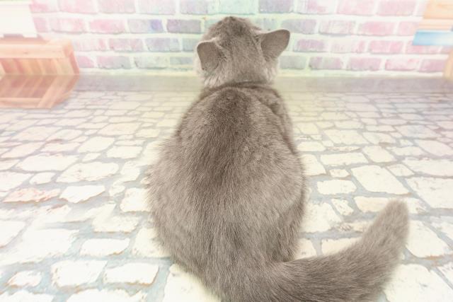 新潟県のシャルトリュー (Coo&RIKU長岡店/2025年9月15日生まれ/女の子/ブルー)の子猫の4枚目の画像