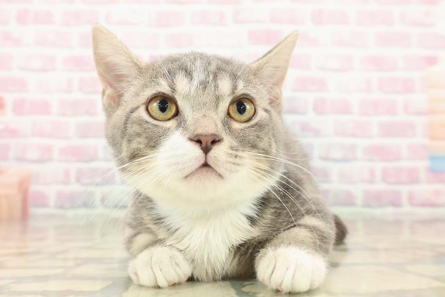 東京都のマンチカン (Coo&RIKU足立本店/2025年9月15日生まれ/男の子/ブルータビーホワイト)の子猫の1枚目の画像