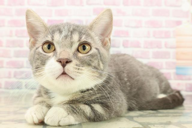 東京都のマンチカン (Coo&RIKU足立本店/2025年9月15日生まれ/男の子/ブルータビーホワイト)の子猫の2枚目の画像