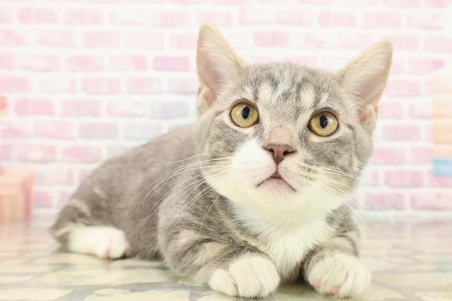 東京都のマンチカン (Coo&RIKU足立本店/2025年9月15日生まれ/男の子/ブルータビーホワイト)の子猫の3枚目の画像