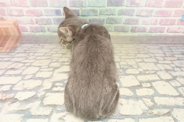 東京都のマンチカン (Coo&RIKU足立本店/2025年9月15日生まれ/男の子/ブルータビーホワイト)の子猫の4枚目の画像