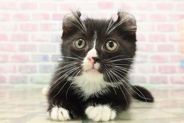 新潟県のアメリカンカール (Coo&RIKU新潟西店/2025年9月20日生まれ/男の子/ブラックホワイト)の子猫の1枚目の画像