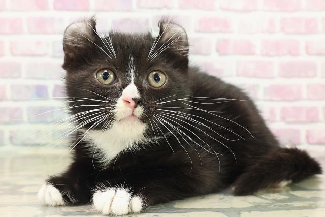 新潟県のアメリカンカール (Coo&RIKU新潟西店/2025年9月20日生まれ/男の子/ブラックホワイト)の子猫の2枚目の画像