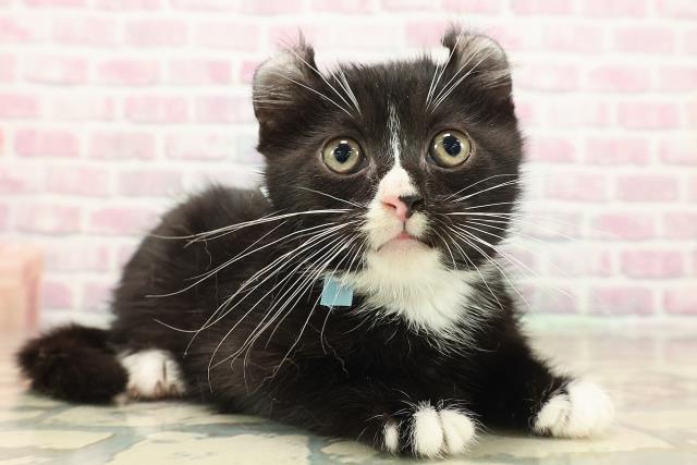 新潟県のアメリカンカール (Coo&RIKU新潟西店/2025年9月20日生まれ/男の子/ブラックホワイト)の子猫の3枚目の画像