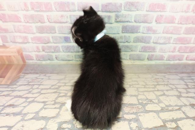 新潟県のアメリカンカール (Coo&RIKU新潟西店/2025年9月20日生まれ/男の子/ブラックホワイト)の子猫の4枚目の画像