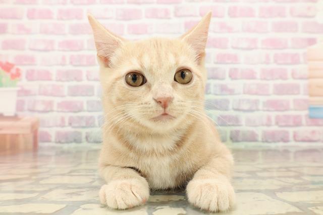 北海道のアメリカンショートヘアー (Coo&RIKU札幌西店/2025年9月16日生まれ/男の子/クリームタビー)の子猫の1枚目の画像