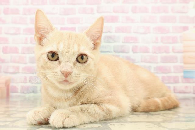 北海道のアメリカンショートヘアー (Coo&RIKU札幌西店/2025年9月16日生まれ/男の子/クリームタビー)の子猫の2枚目の画像