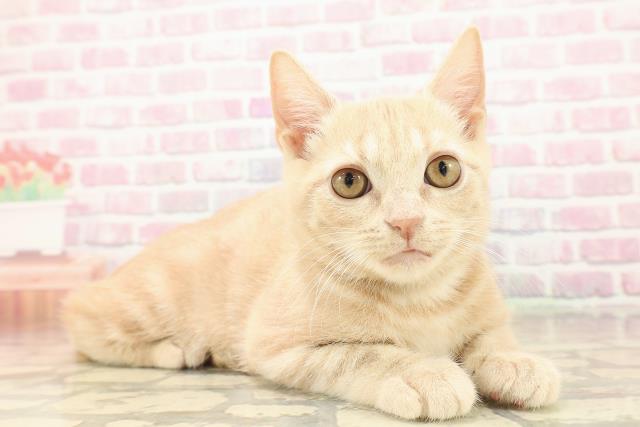 北海道のアメリカンショートヘアー (Coo&RIKU札幌西店/2025年9月16日生まれ/男の子/クリームタビー)の子猫の3枚目の画像