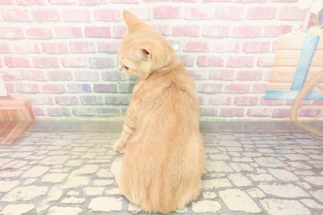 北海道のアメリカンショートヘアー (Coo&RIKU札幌西店/2025年9月16日生まれ/男の子/クリームタビー)の子猫の4枚目の画像