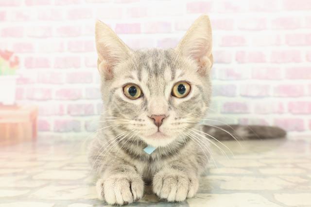 北海道のアメリカンショートヘアー (Coo&RIKU苫小牧店/2025年9月16日生まれ/男の子/ブルータビー)の子猫の1枚目の画像