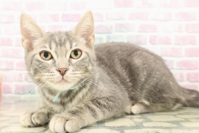 北海道のアメリカンショートヘアー (Coo&RIKU苫小牧店/2025年9月16日生まれ/男の子/ブルータビー)の子猫の2枚目の画像