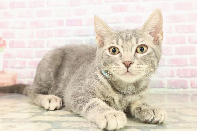 北海道のアメリカンショートヘアー (Coo&RIKU苫小牧店/2025年9月16日生まれ/男の子/ブルータビー)の子猫の3枚目の画像