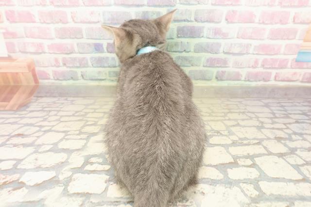 北海道のアメリカンショートヘアー (Coo&RIKU苫小牧店/2025年9月16日生まれ/男の子/ブルータビー)の子猫の4枚目の画像