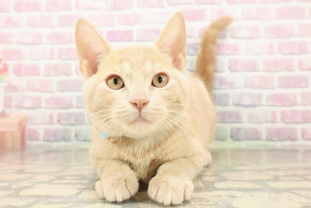 北海道のアメリカンショートヘアー (Coo&RIKU帯広店/2025年9月12日生まれ/男の子/クリームタビー)の子猫の1枚目の画像