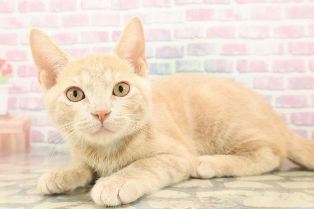 北海道のアメリカンショートヘアー (Coo&RIKU帯広店/2025年9月12日生まれ/男の子/クリームタビー)の子猫の2枚目の画像