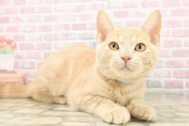 北海道のアメリカンショートヘアー (Coo&RIKU帯広店/2025年9月12日生まれ/男の子/クリームタビー)の子猫の3枚目の画像