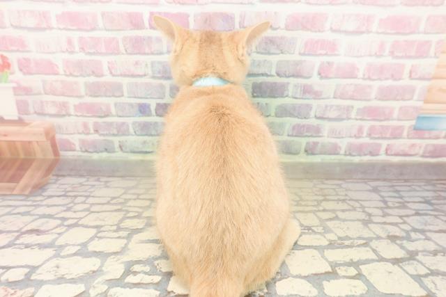 北海道のアメリカンショートヘアー (Coo&RIKU帯広店/2025年9月12日生まれ/男の子/クリームタビー)の子猫の4枚目の画像