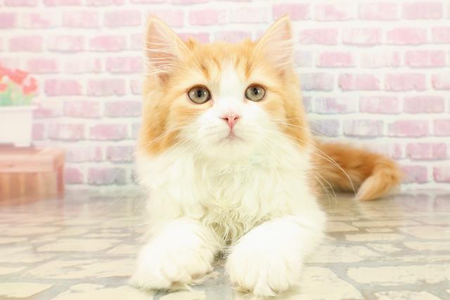 北海道のサイベリアン (Coo&RIKU札幌西店/2025年9月15日生まれ/男の子/レッドタビーホワイト)の子猫の1枚目の画像