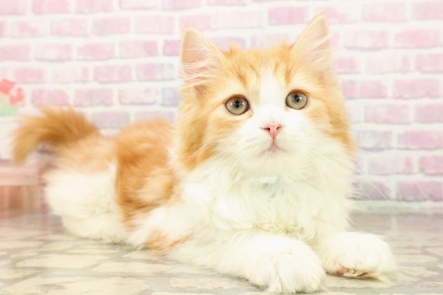 北海道のサイベリアン (Coo&RIKU札幌西店/2025年9月15日生まれ/男の子/レッドタビーホワイト)の子猫の3枚目の画像