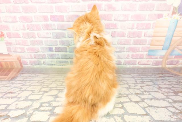 北海道のサイベリアン (Coo&RIKU札幌西店/2025年9月15日生まれ/男の子/レッドタビーホワイト)の子猫の4枚目の画像