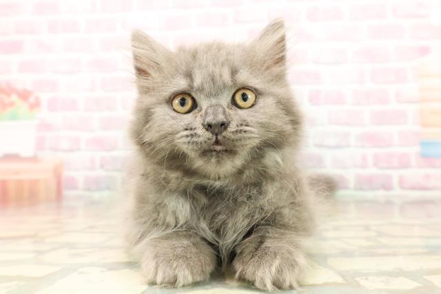 北海道のサイベリアン (Coo&RIKU苫小牧店/2025年9月15日生まれ/男の子/ブルータビー)の子猫の1枚目の画像